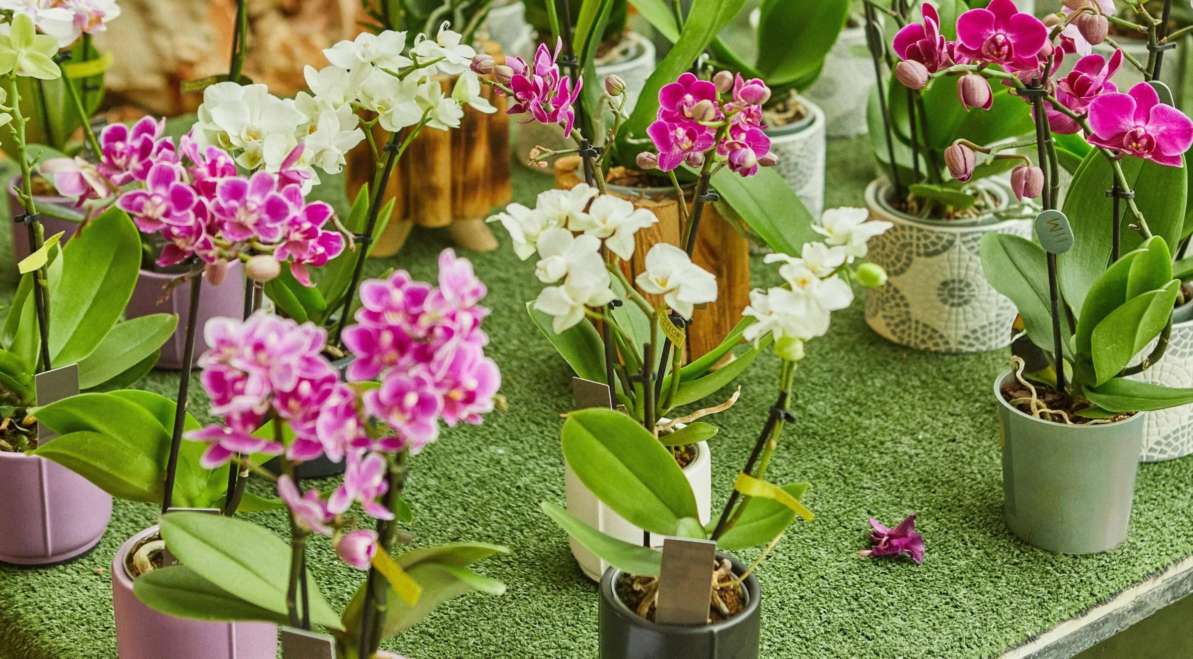Como Cuidar de Orquidea Dentro de Casa