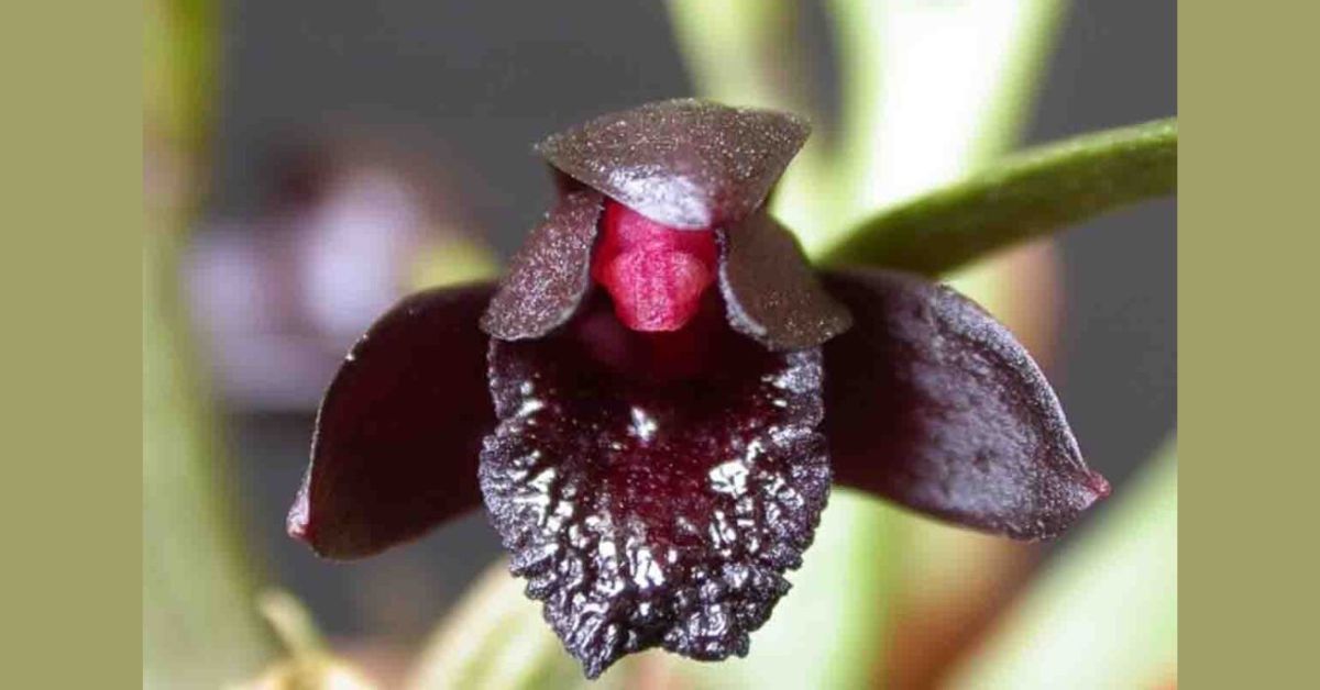 orquidea negra