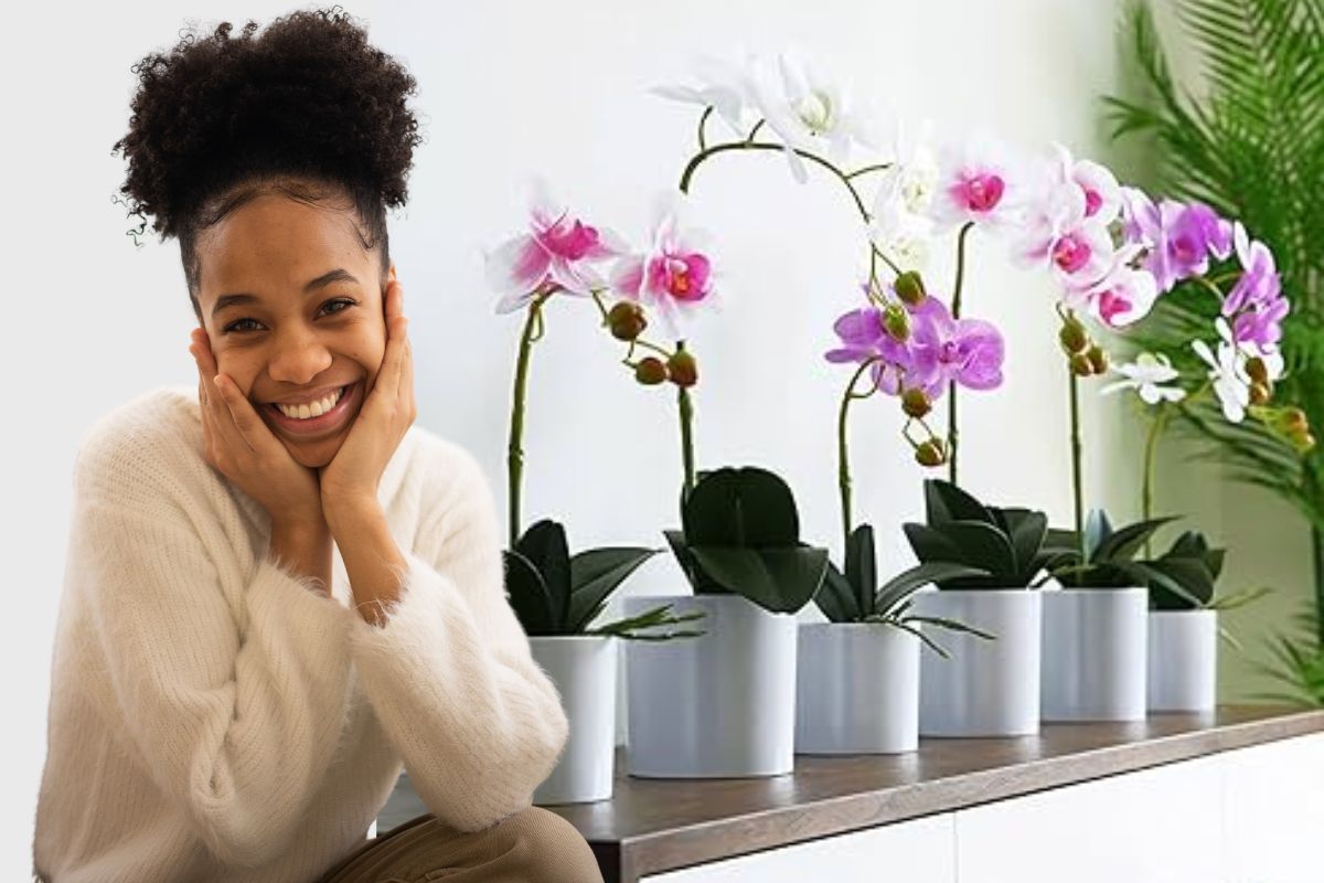 plantar orquídeas em vaso