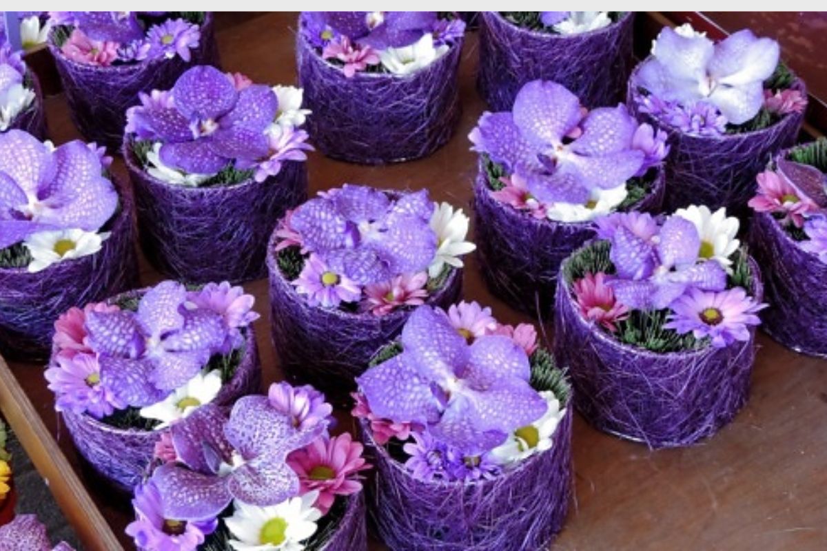 plantar orquídeas em vaso