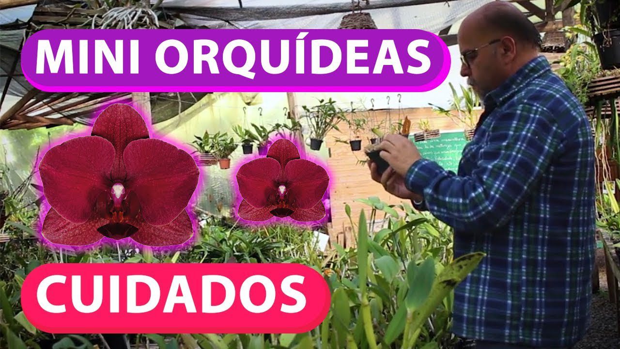 Mini Orquídeas
