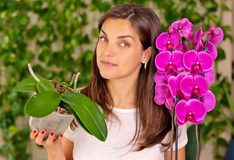 Como Cuidar de Orquídeas em casa