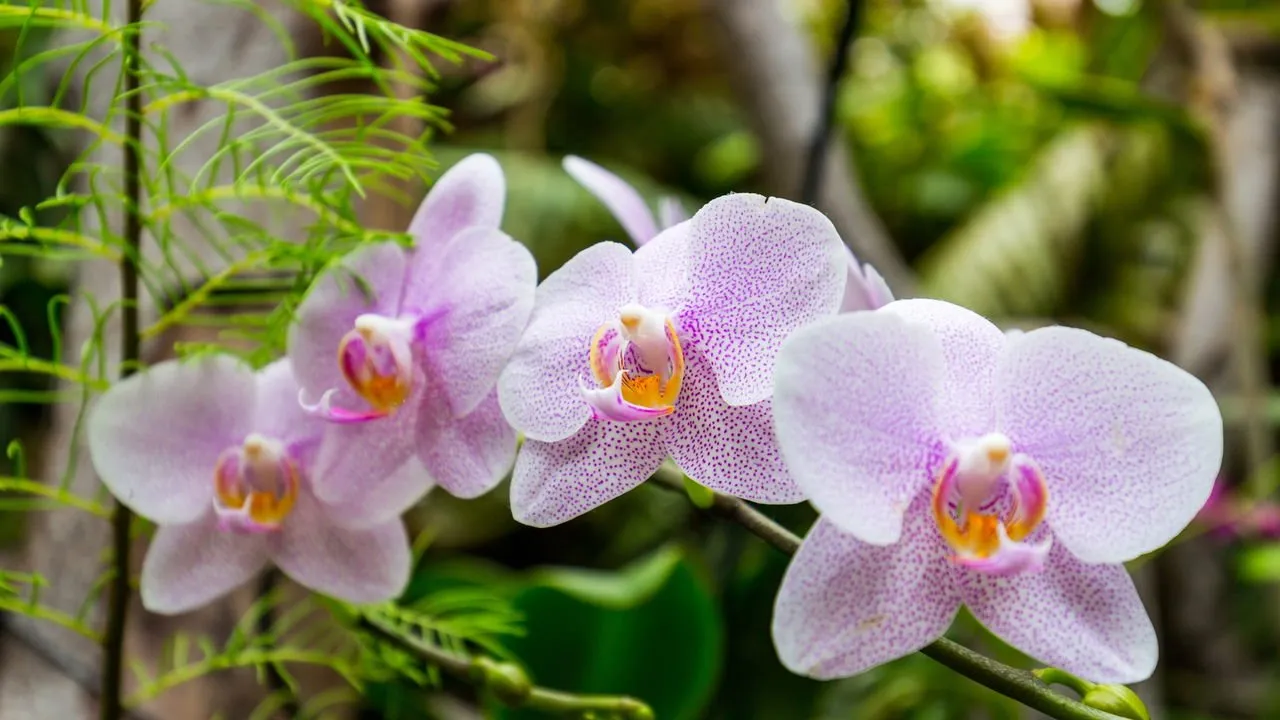 como comprar orquideas baratas pela internet