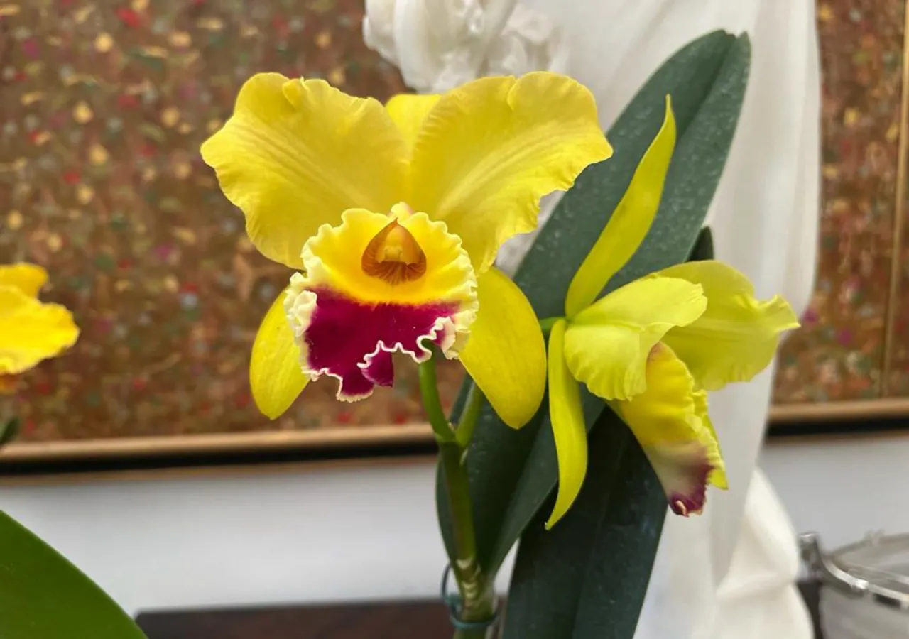 ideias para plantar orquideas