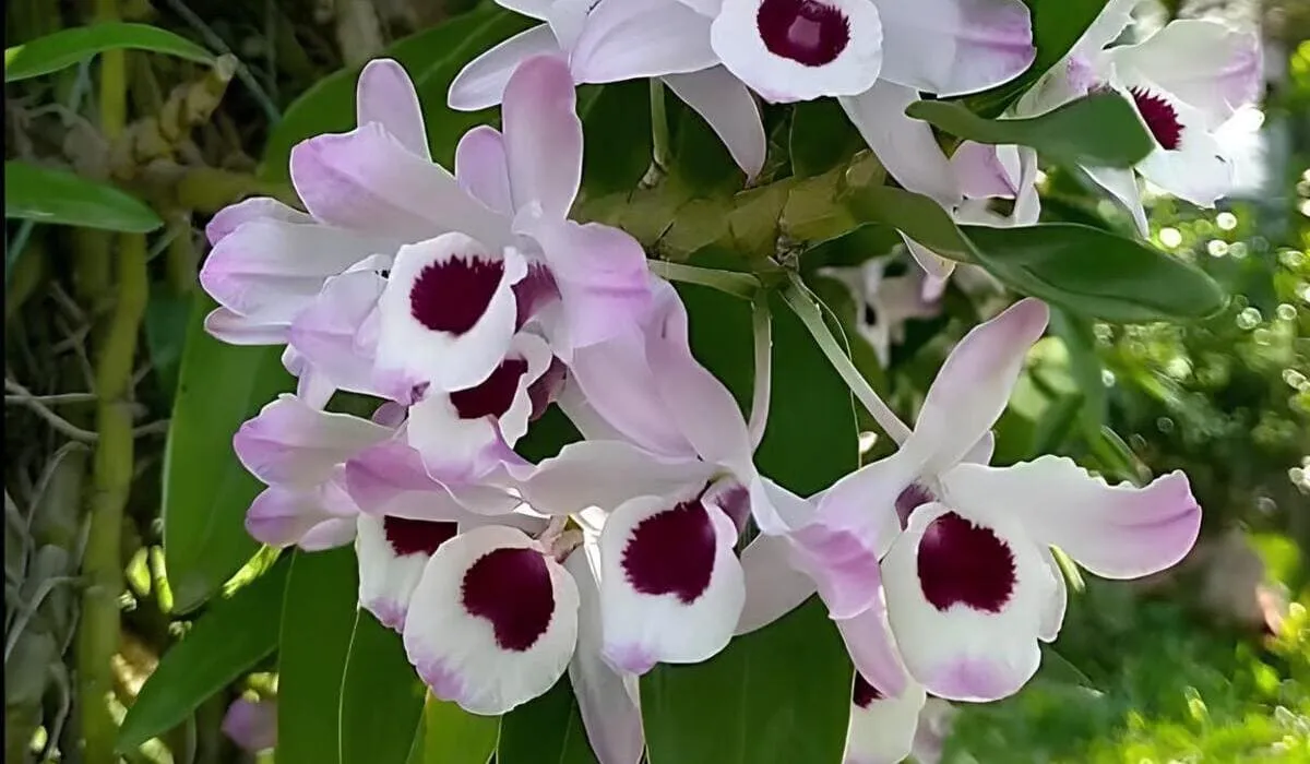 orquídea olho de boneca preço