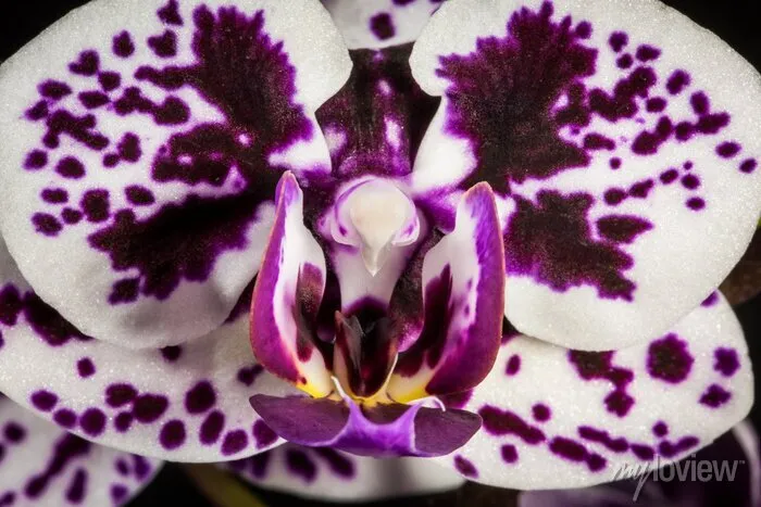 orquideas branca e roxa