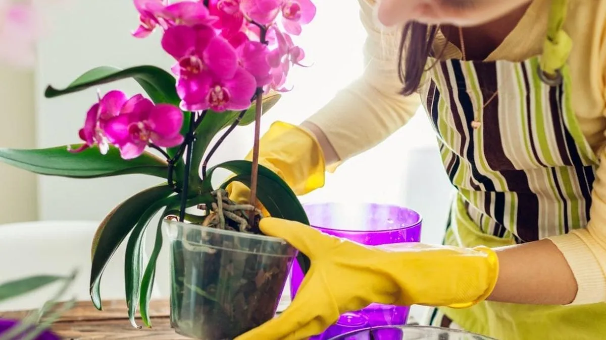 qual melhor vaso para orquideas