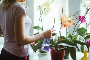 Vaso de orquídeas: Dicas para cultivar e embelezar sua casa!