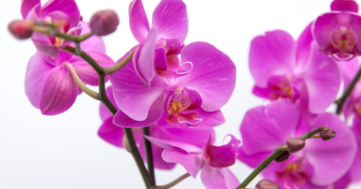 Fresh Orchids Delivered