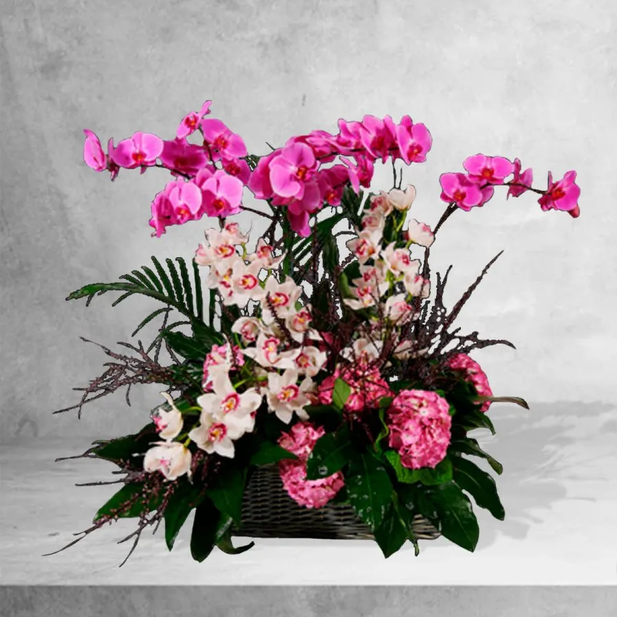orquídeas cortadas