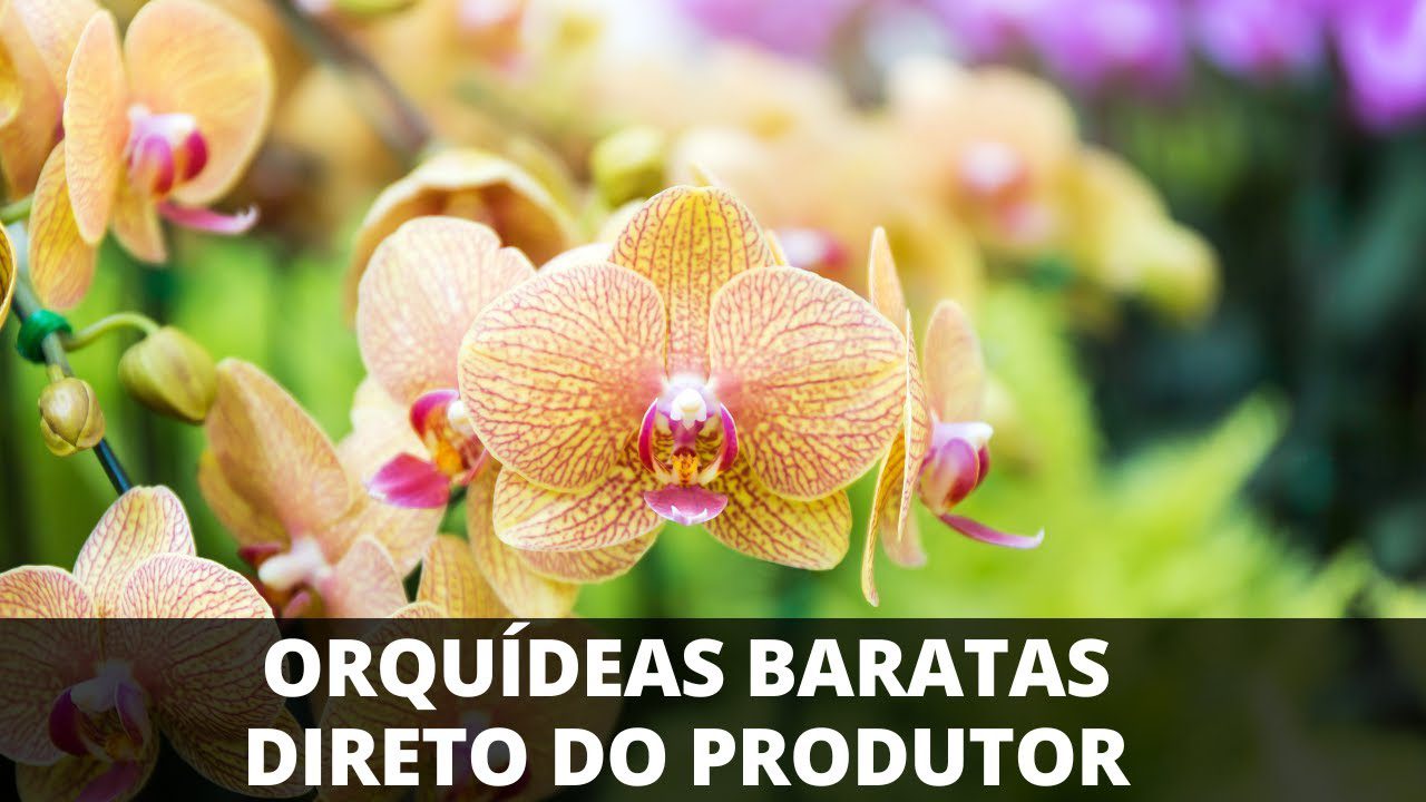 comprar orquideas direto do produtor
