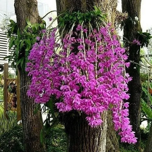 Dendrobium anosmum