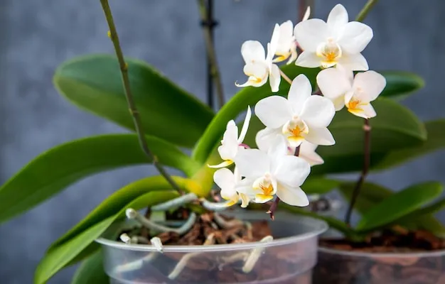 Mini Orquídea