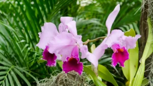 como cuidar de orquídea cattleya no vaso