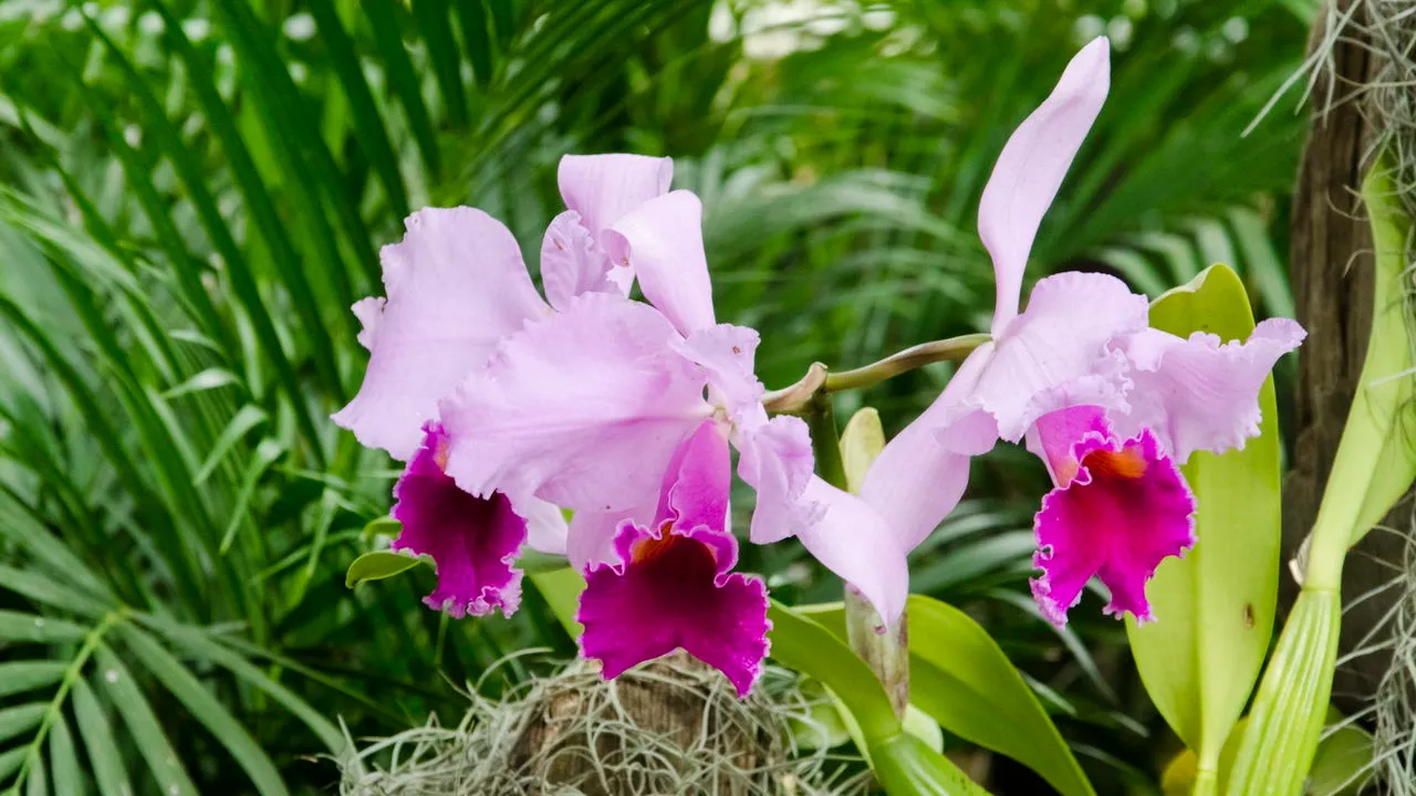 Orquídea Cattleya