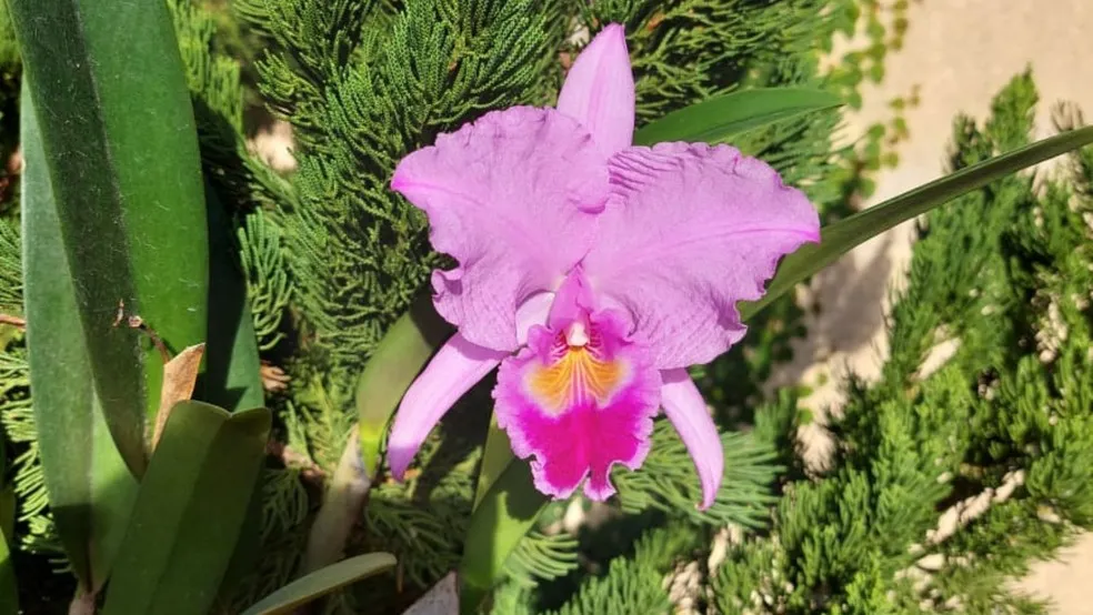 Orquídea Cattleya