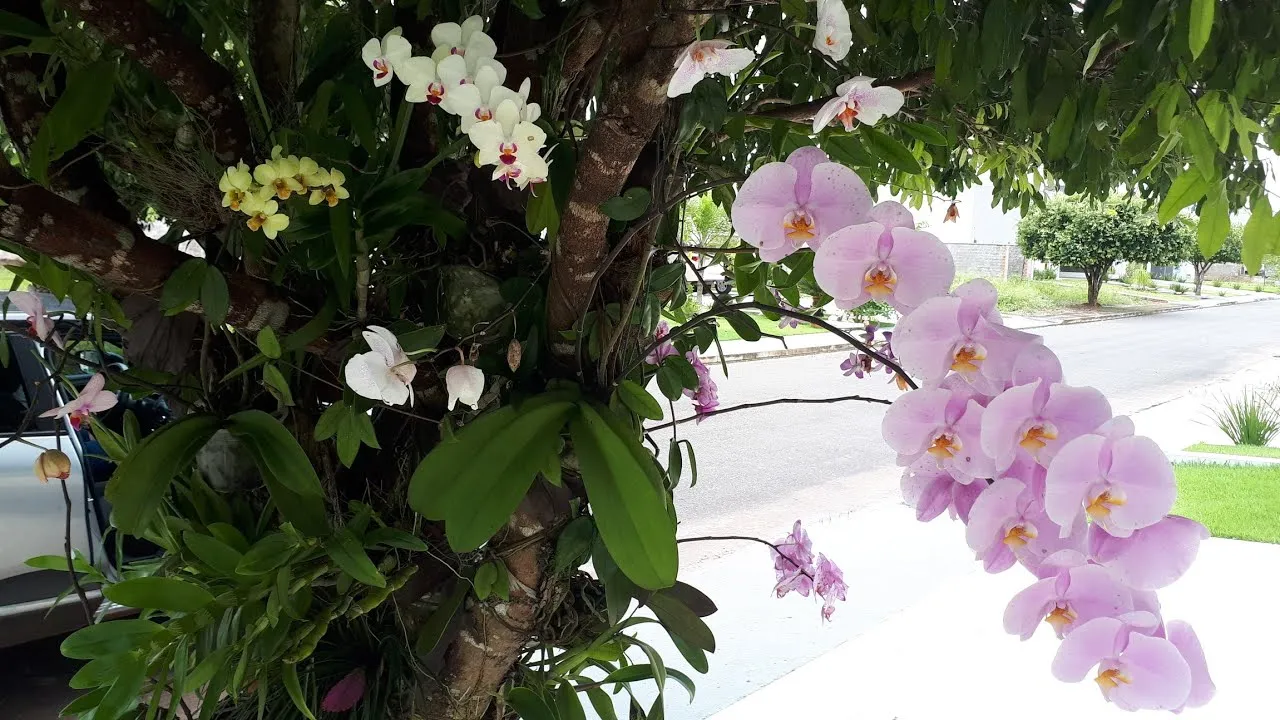 como plantar orquideas em arvores