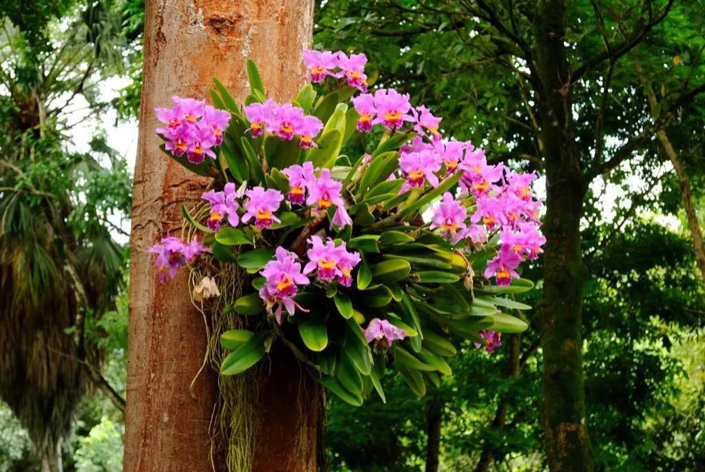 como plantar orquideas em arvores