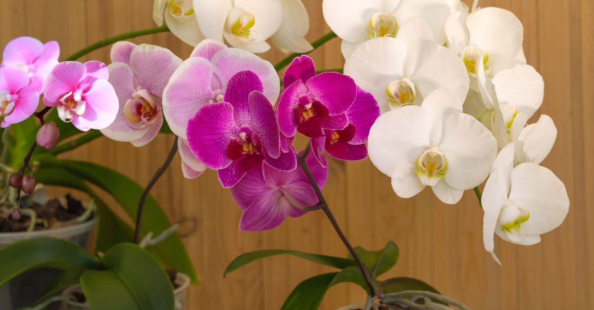 melhores vasos para orquideas