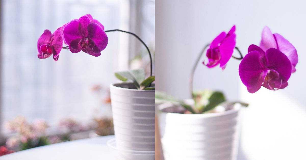 melhores vasos para orquideas