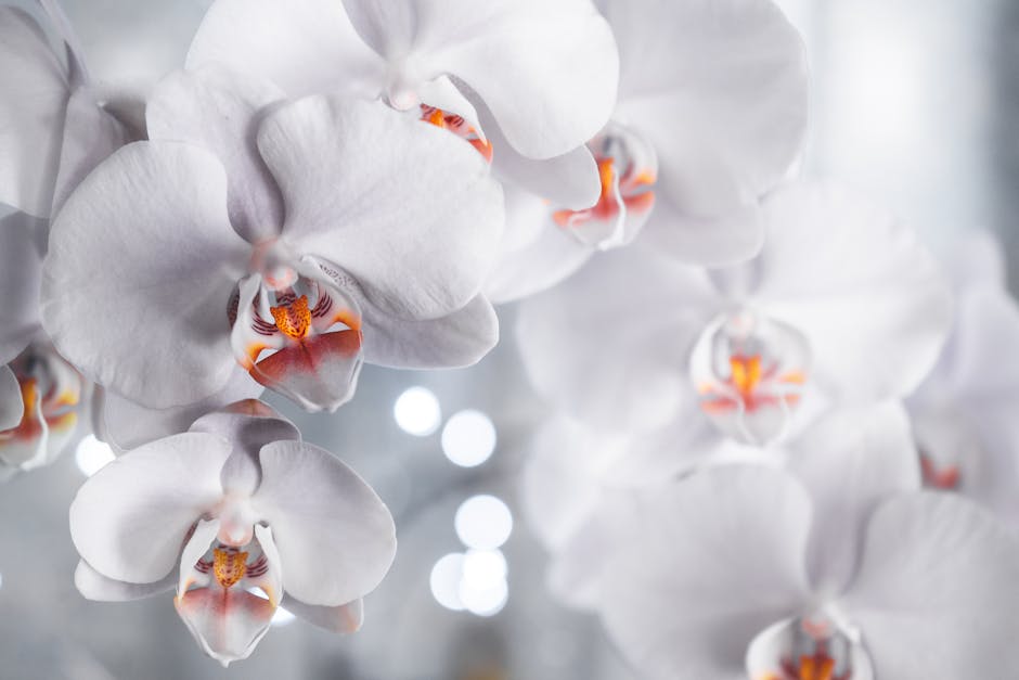 Close-up of stunning white orchids with soft focus and bokeh background.