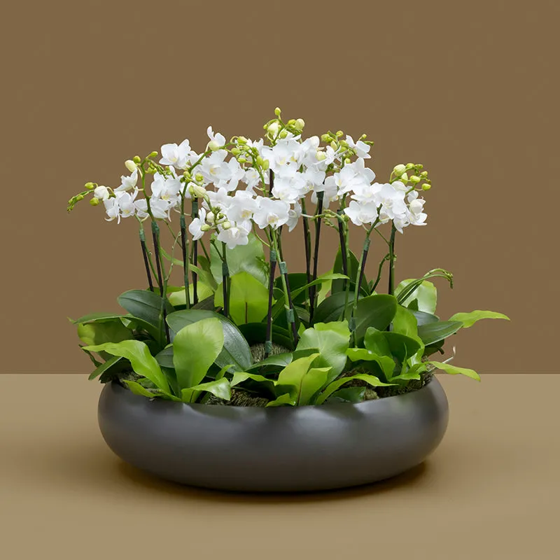 mini orquídea branca