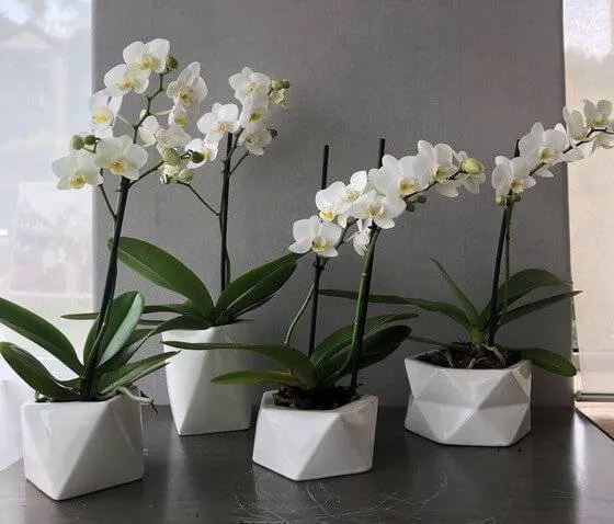 Vaso de orquídeas: Dicas para cultivar e embelezar sua casa!