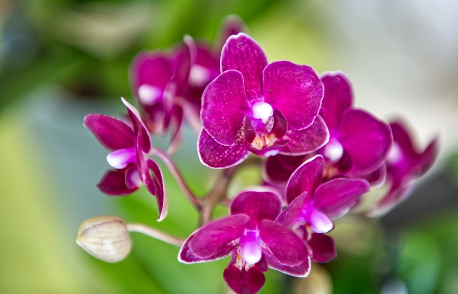 Bright and vivid orchid flowers in full bloom, showcasing their stunning colors.