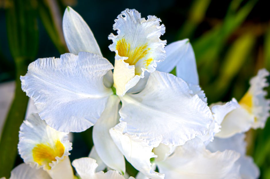 Detailed close-up of a white cattleya orchid with vibrant yellow details, showcasing its delicate petals.