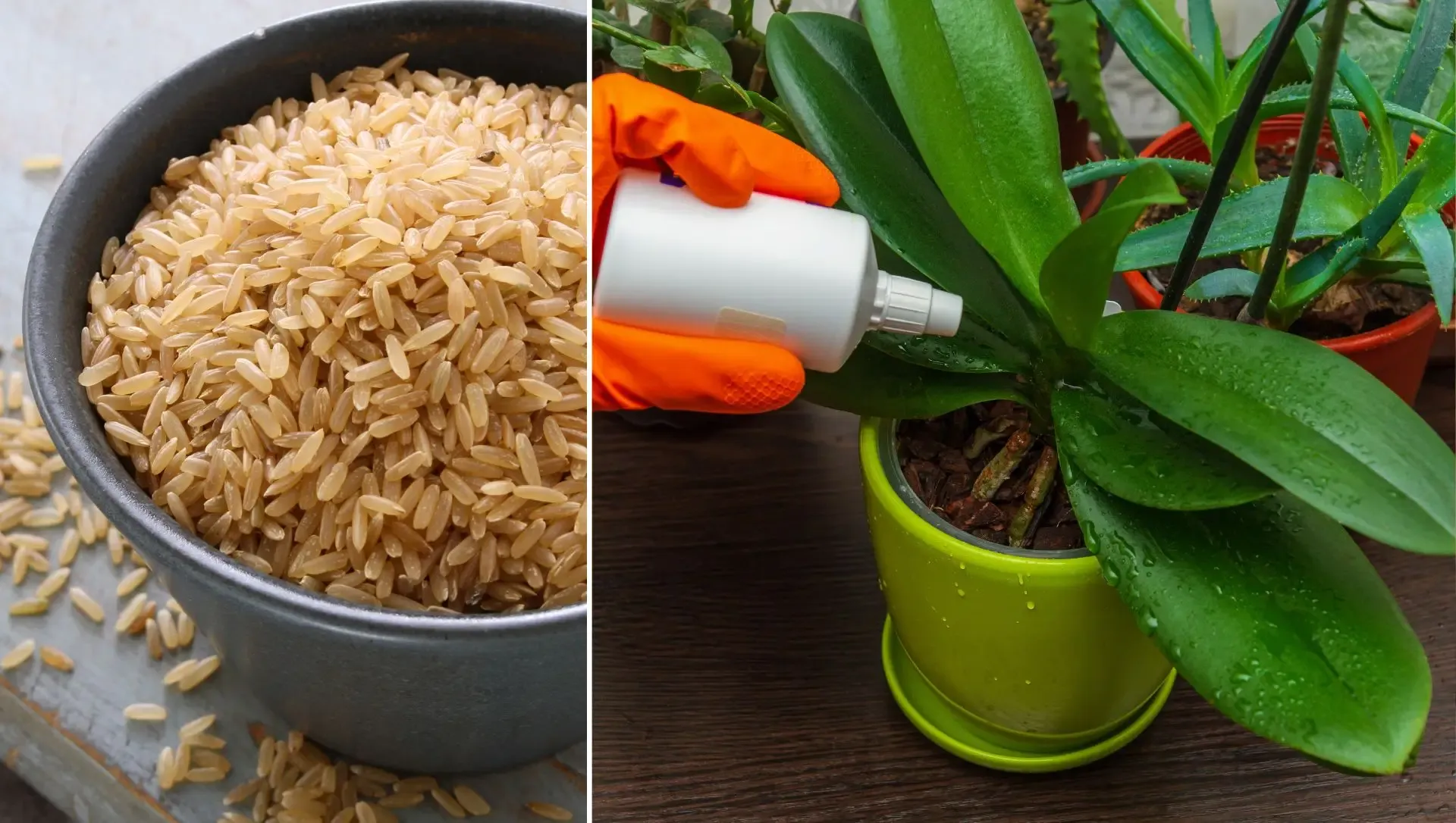 Adubo Caseiro para Orquídeas