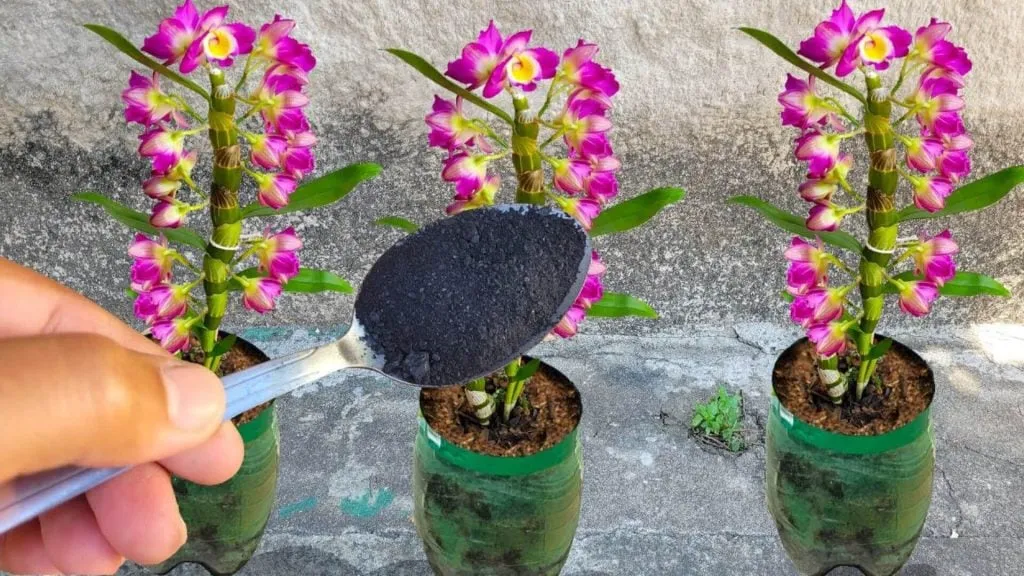 Adubo Caseiro para Orquídeas