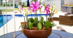 Como Cuidar de Orquídeas em Vasos