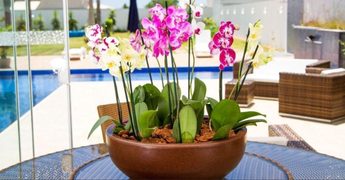 Como Cuidar de Orquídeas em Vasos