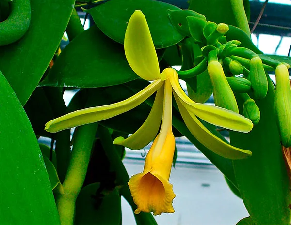 Orquídea da Baunilha