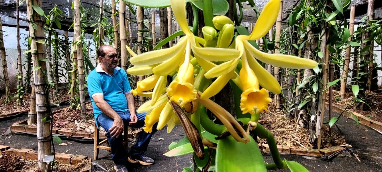 Orquídea da Baunilha