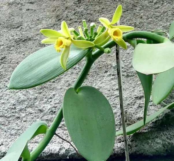 Orquídea da Baunilha