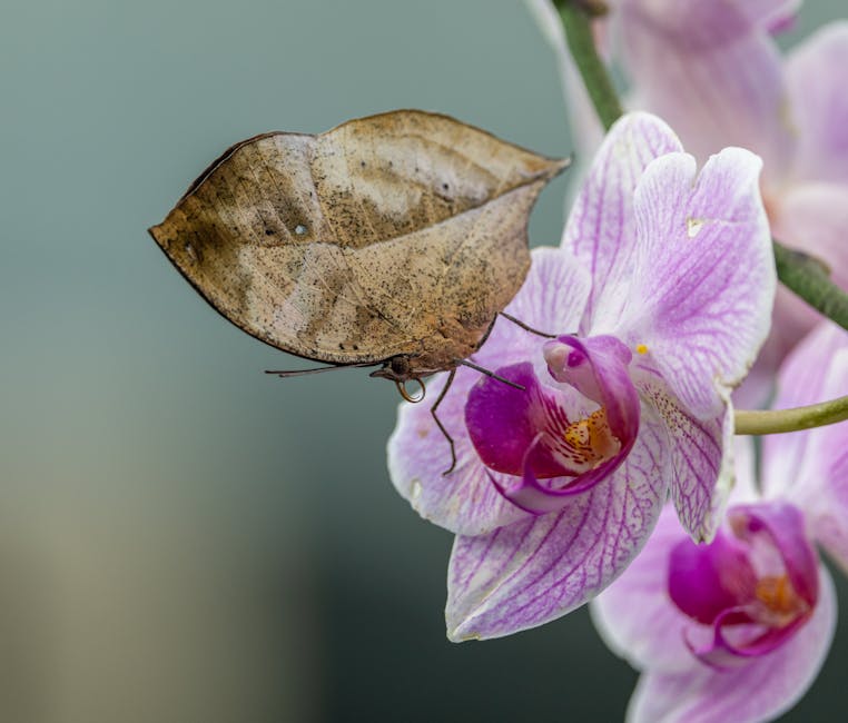A leaf-mimic butterfly perched on a vibrant purple orchid, showcasing nature's camouflage.