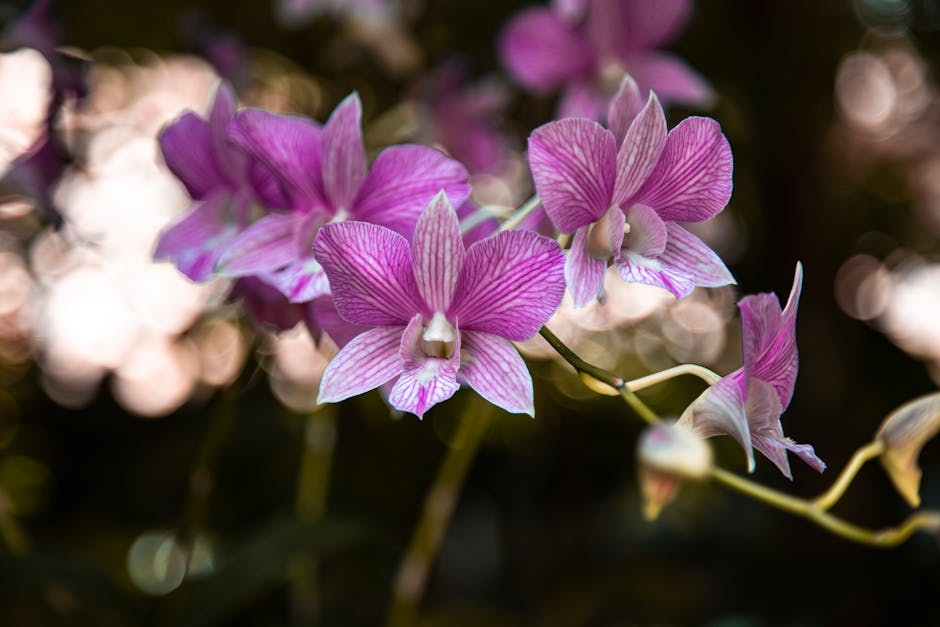 A vivid close-up of purple orchids set against a blurred background, capturing their delicate beauty.