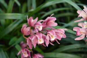 Close-up of blooming pink orchids with lush green leaves in Shilin, Taipei.