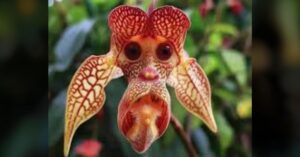 orquídea dracula simia