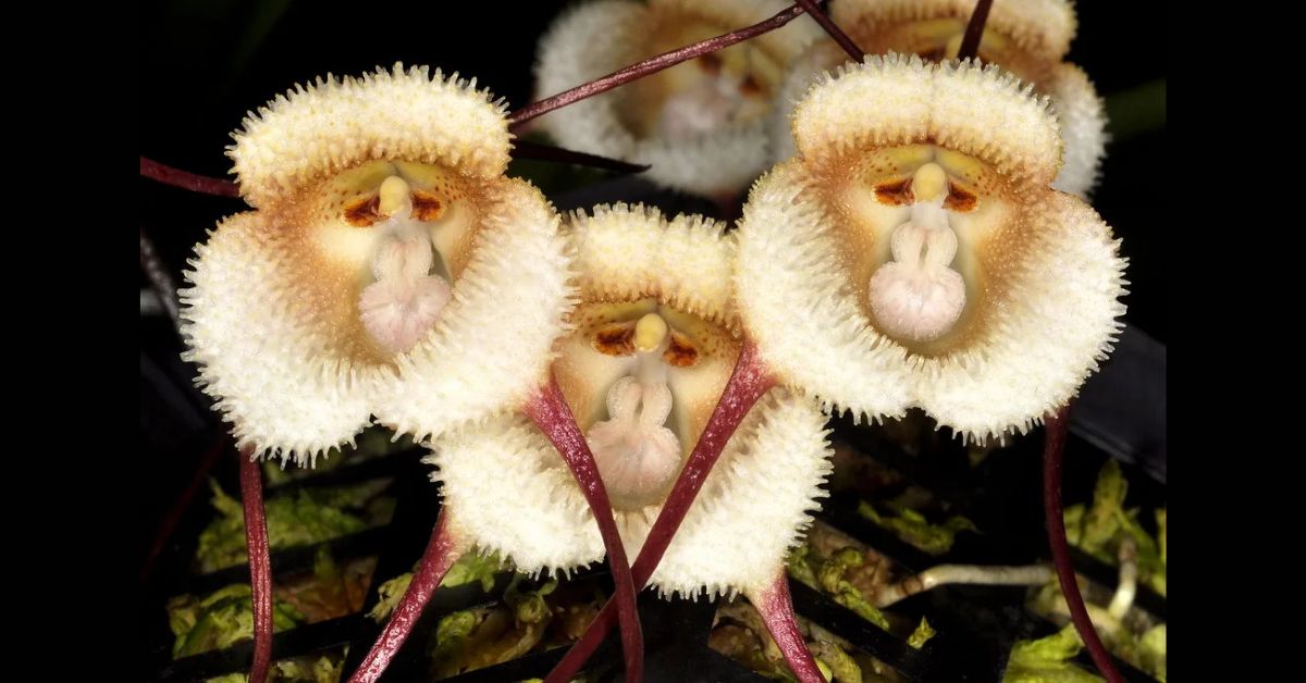 orquídea dracula simia