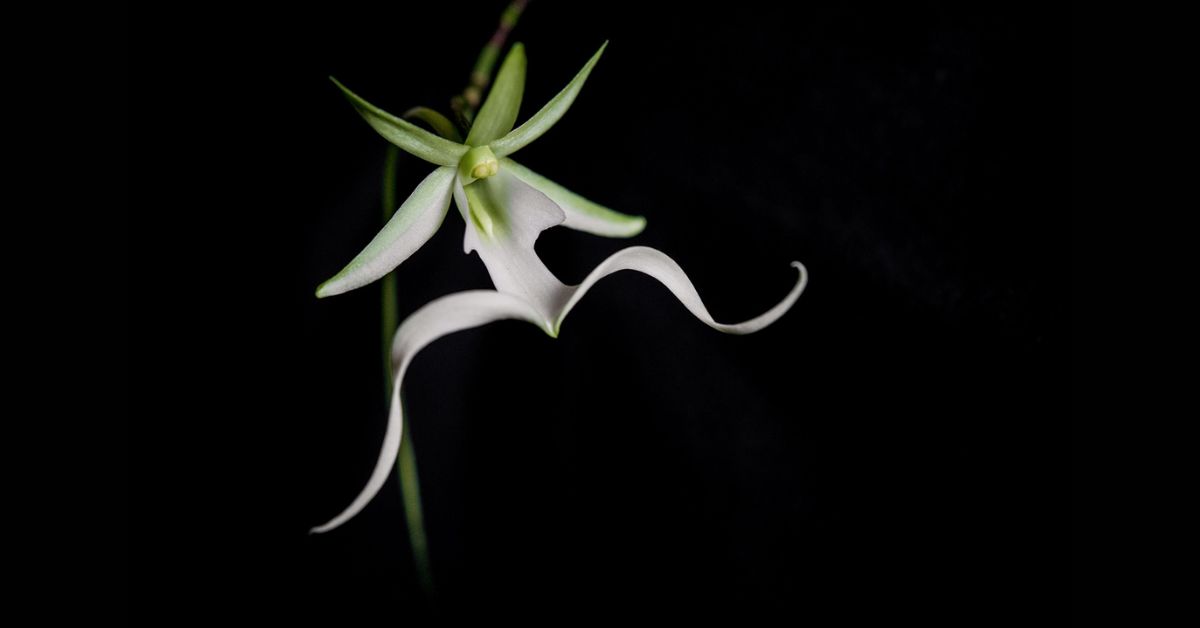 orquídea fantasma