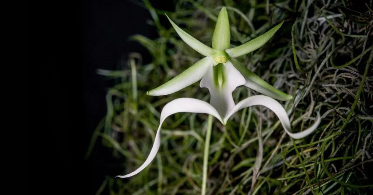 orquídea fantasma