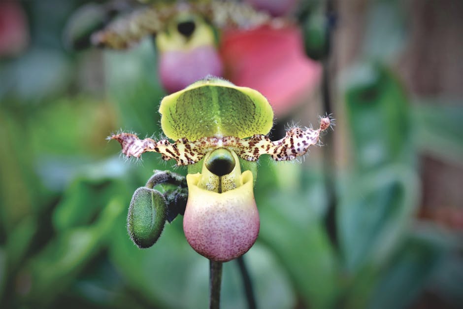 Detailed view of a colorful Paphiopedilum orchid bloom with a blurred green background.