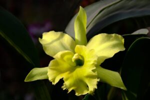 Close-up of a vibrant yellow Cattleya orchid with rich green leaves, showcasing its delicate petals in sunlight.