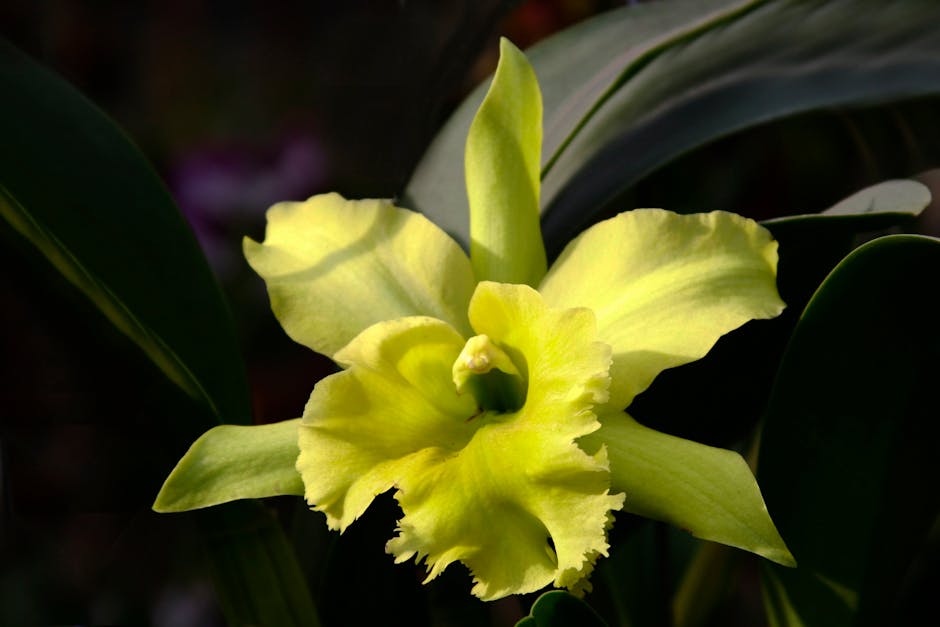 Close-up of a vibrant yellow Cattleya orchid with rich green leaves, showcasing its delicate petals in sunlight.