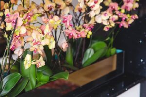 A stunning arrangement of vibrant orchids in a modern indoor planter, showcasing their beauty.