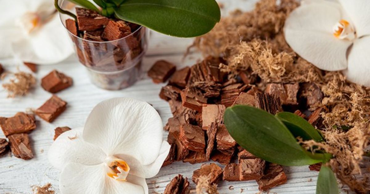 substrato para orquídeas