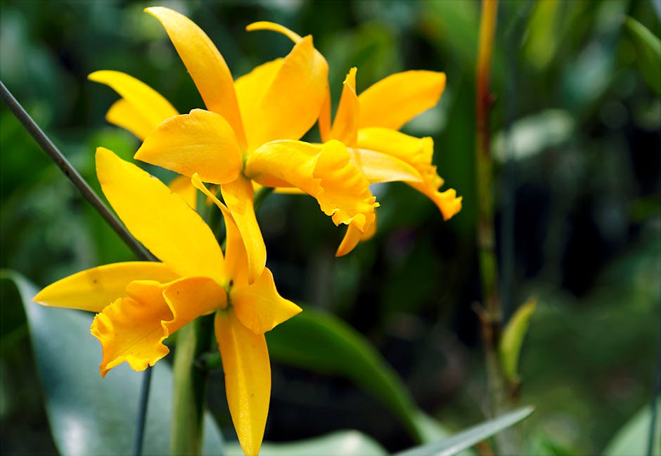 Close-up of beautiful yellow orchids in full bloom amidst lush greenery outdoors.