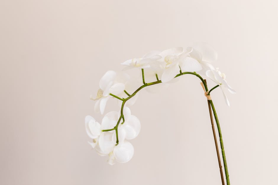 A delicate white orchid in bloom against a soft neutral background, showcasing its elegant petals.